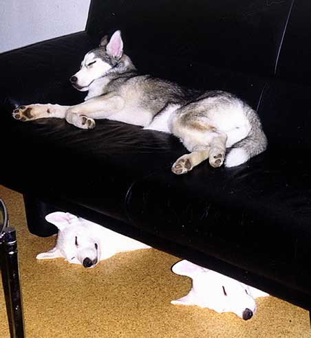 Sleepy Husky