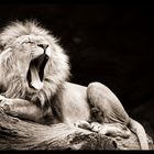 Sleepy King - Tierpark Hagenberg