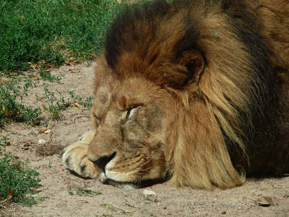 Sleepy Lion