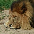 Sleepy Lion