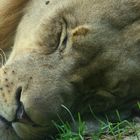 sleepy lion