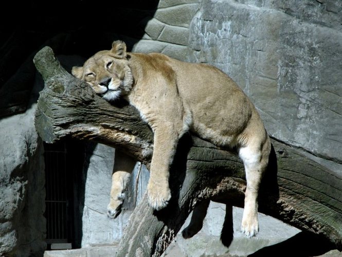 Sleepy Lion