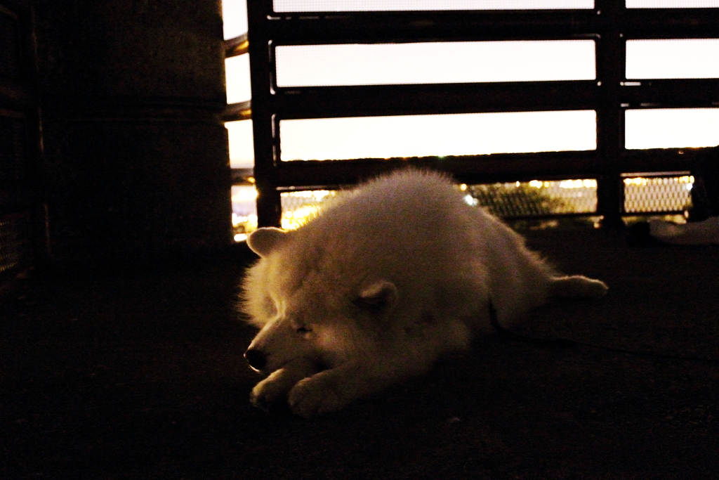 sleepy on the tower