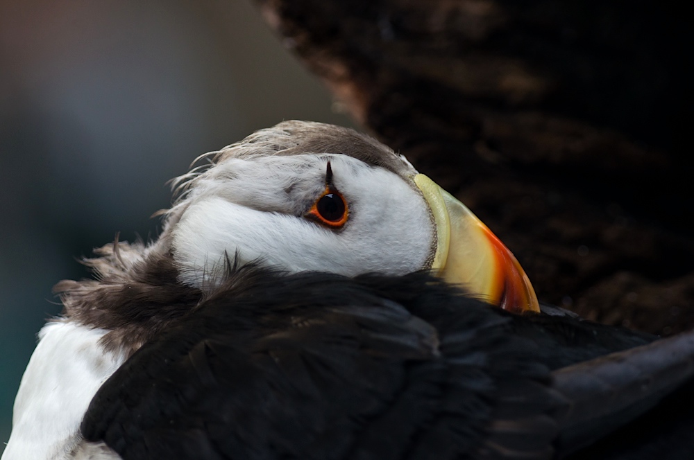 Sleepy Puffin