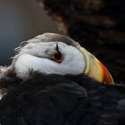 Sleepy Puffin