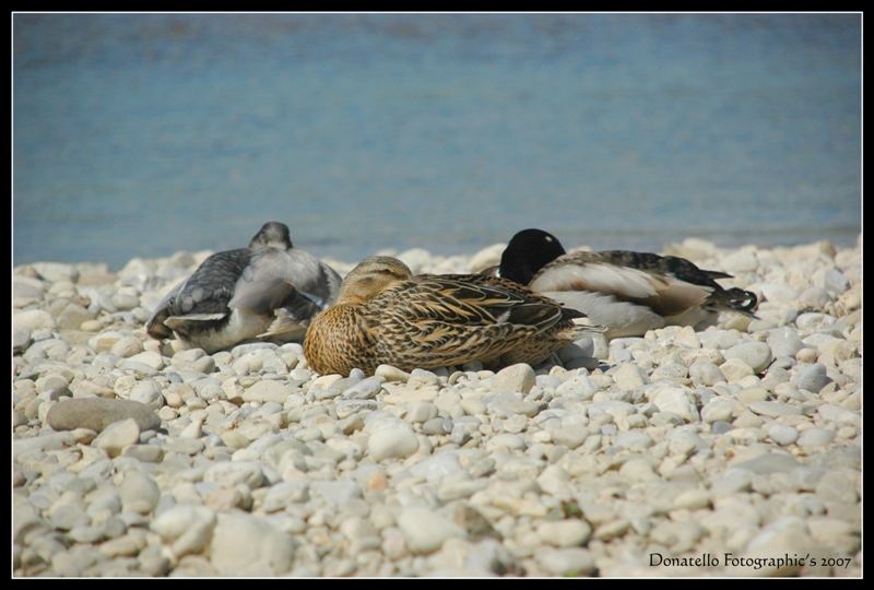 ...Sleepy Quack...