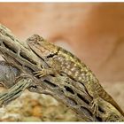 Sleepy Spiny Lizard