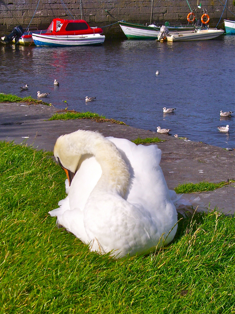 Sleepy Swan