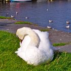 Sleepy Swan