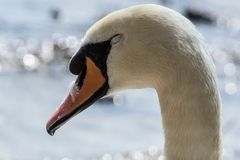 sleepy swan