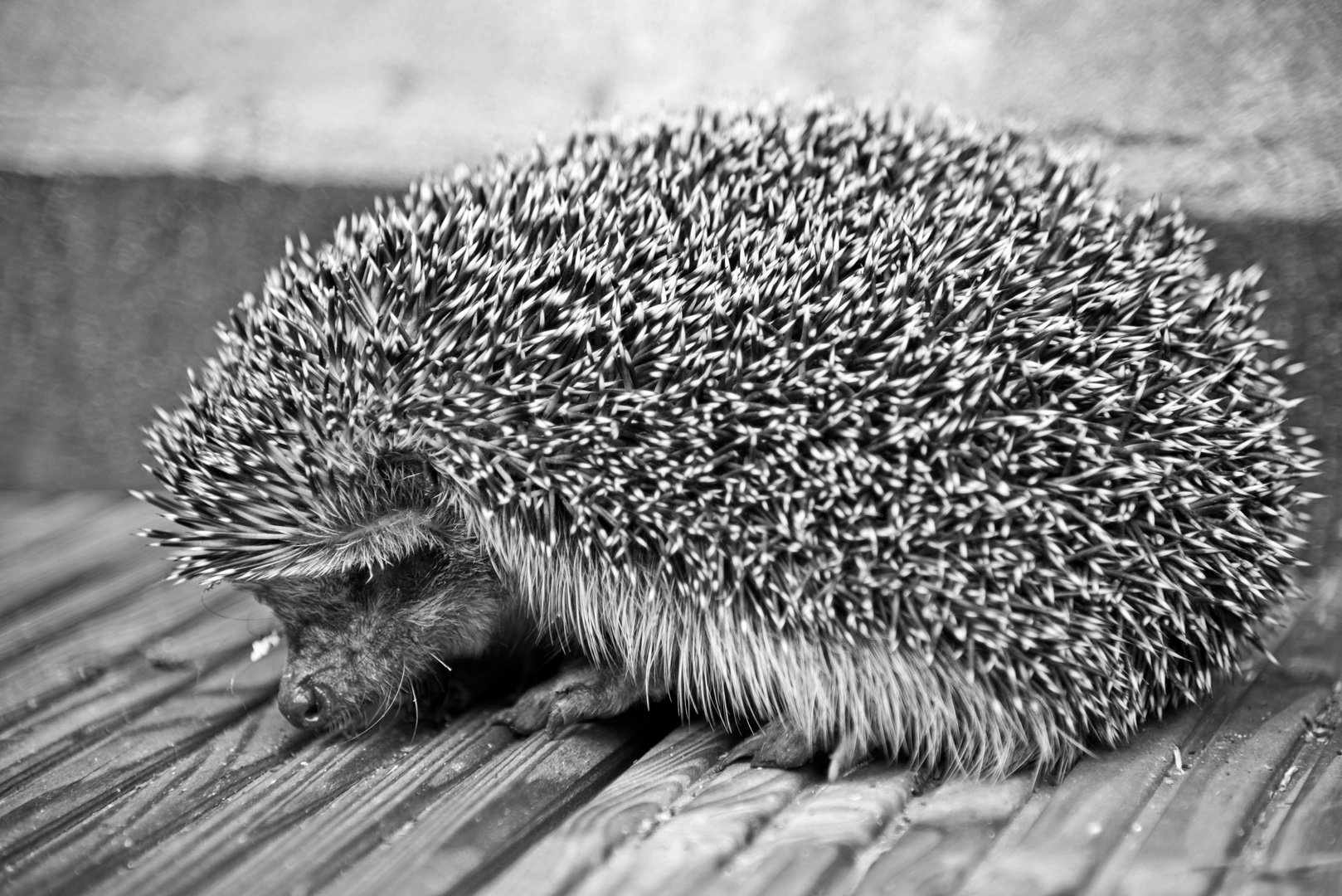 sleepy visitor Sunday afernoon... a Hedgehog