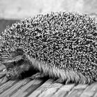 sleepy visitor Sunday afernoon... a Hedgehog