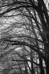 sleet days