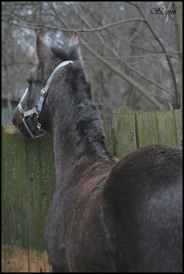 Sleipnir