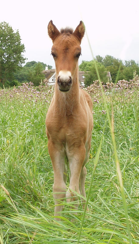 Sleipnir frá Stengård