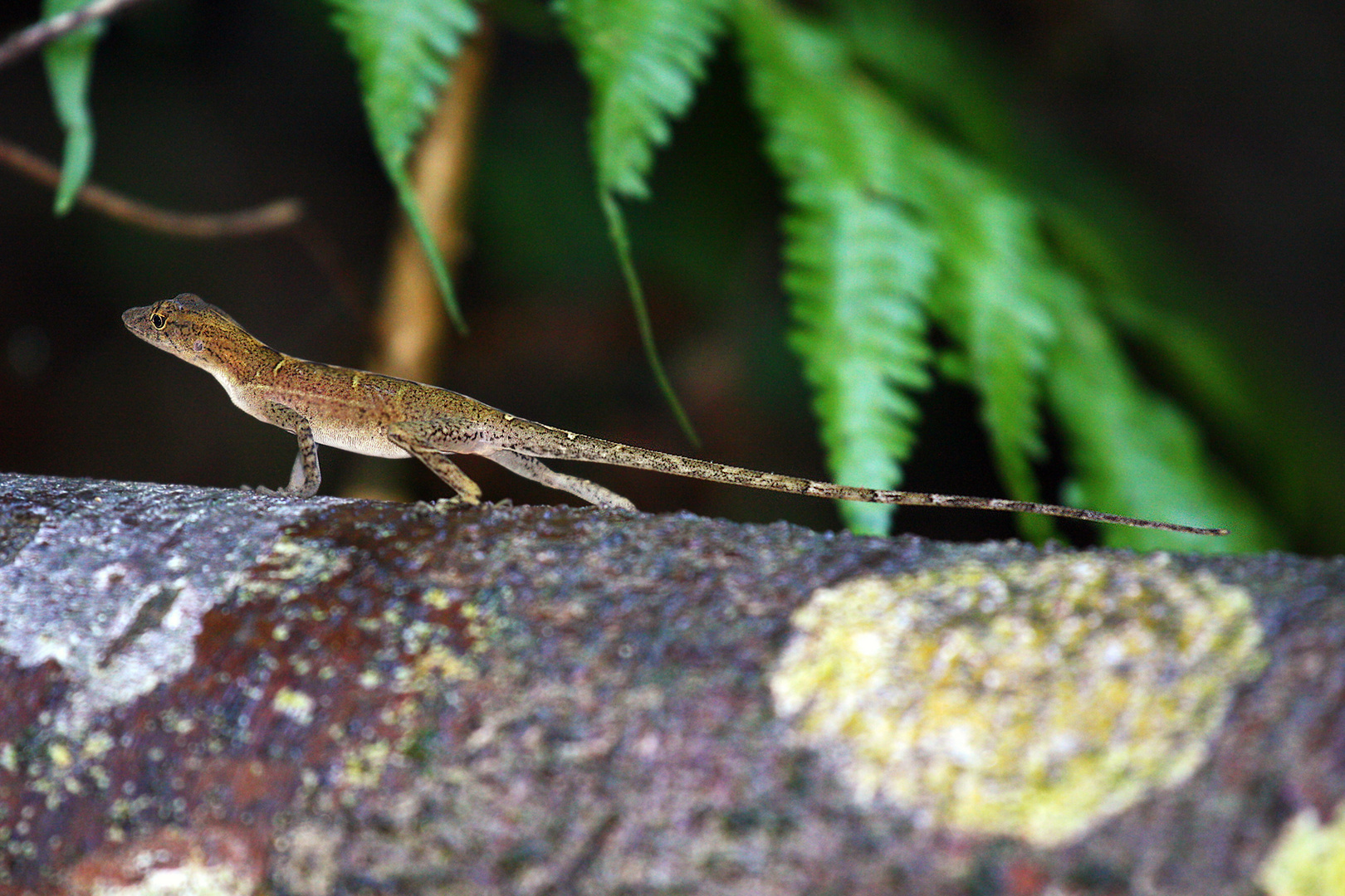 Slender Anole (Costa Rica)