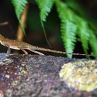 Slender Anole (Costa Rica)