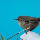 Slender - billed Thornbill 