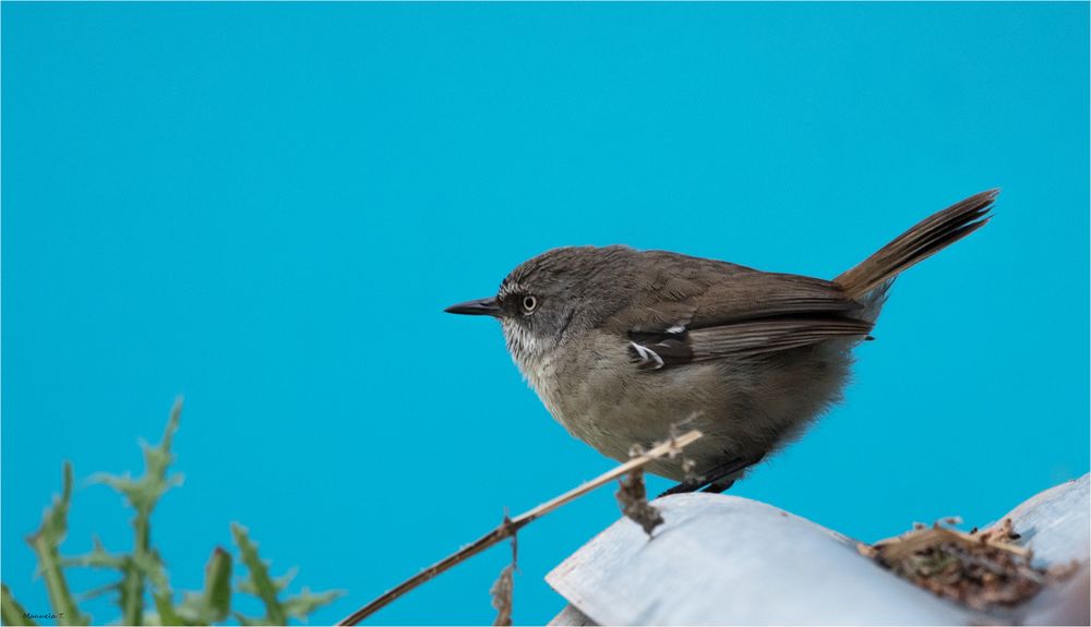 Slender - billed Thornbill 