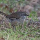 Slender billed Thornbill