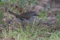 Slender billed Thornbill