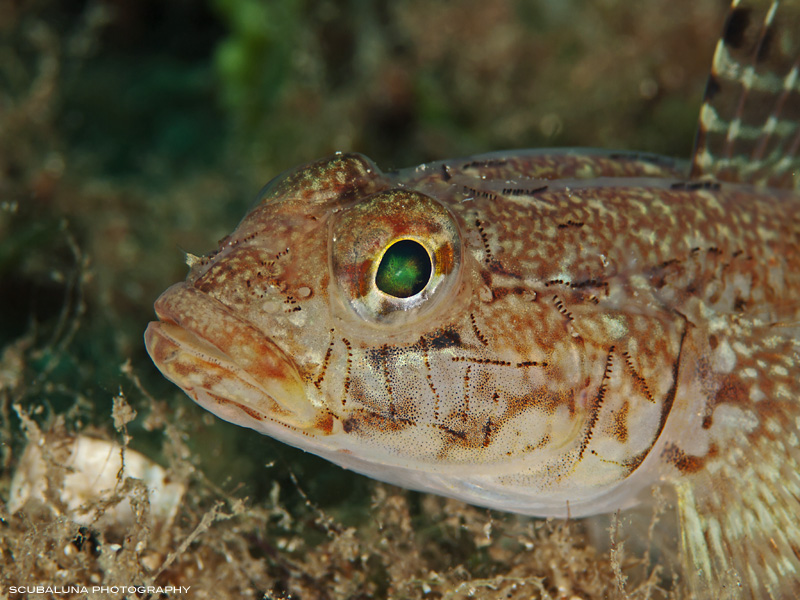 Slender Goby (Gobius geniporus)