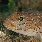 Slender Goby (Gobius geniporus)