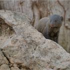 Slender Mongoose