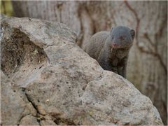 Slender Mongoose