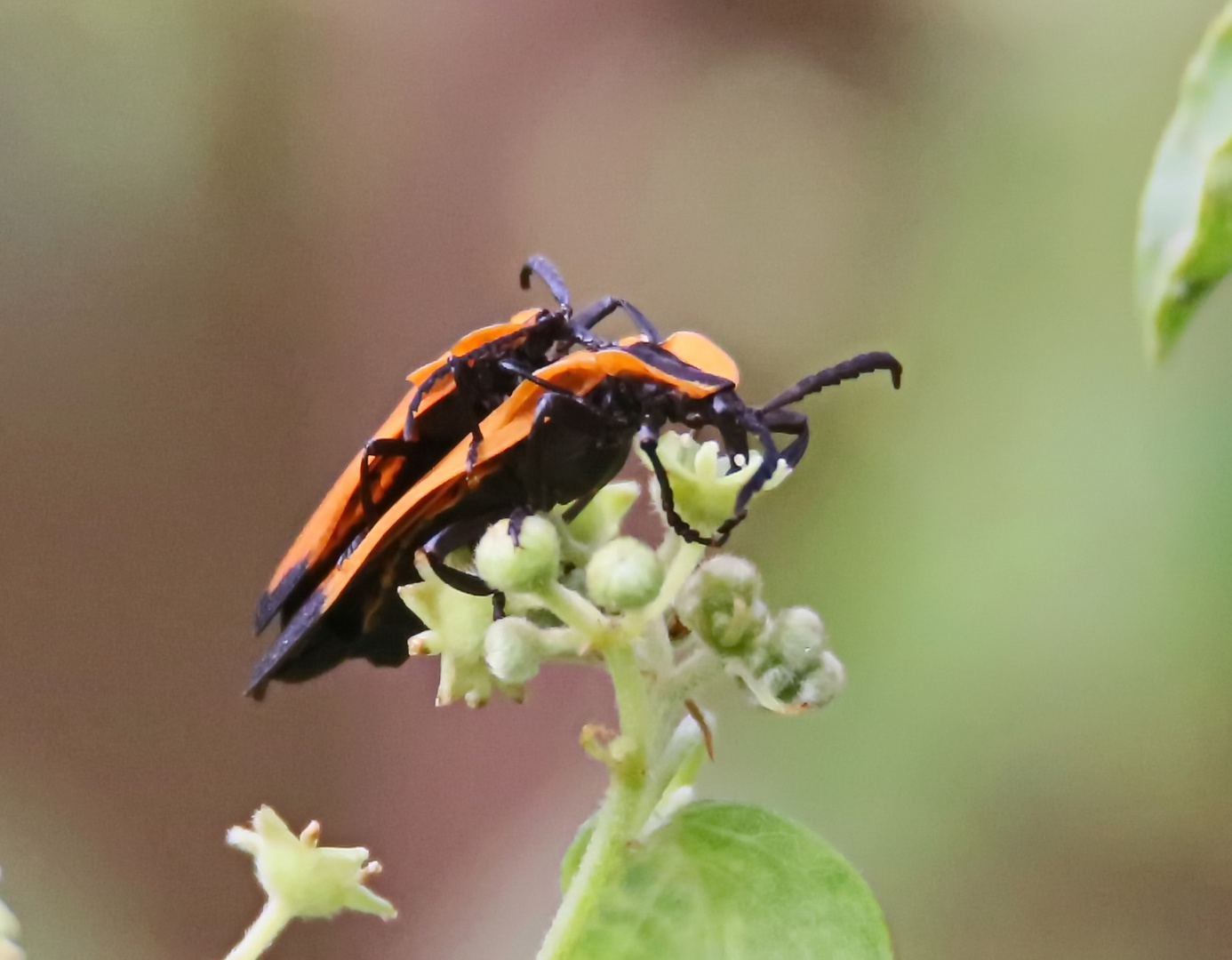 Slender Net-winged Beetle,Cladophorus marshalli (Doku)