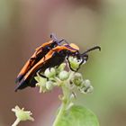 Slender Net-winged Beetle,Cladophorus marshalli (Doku)