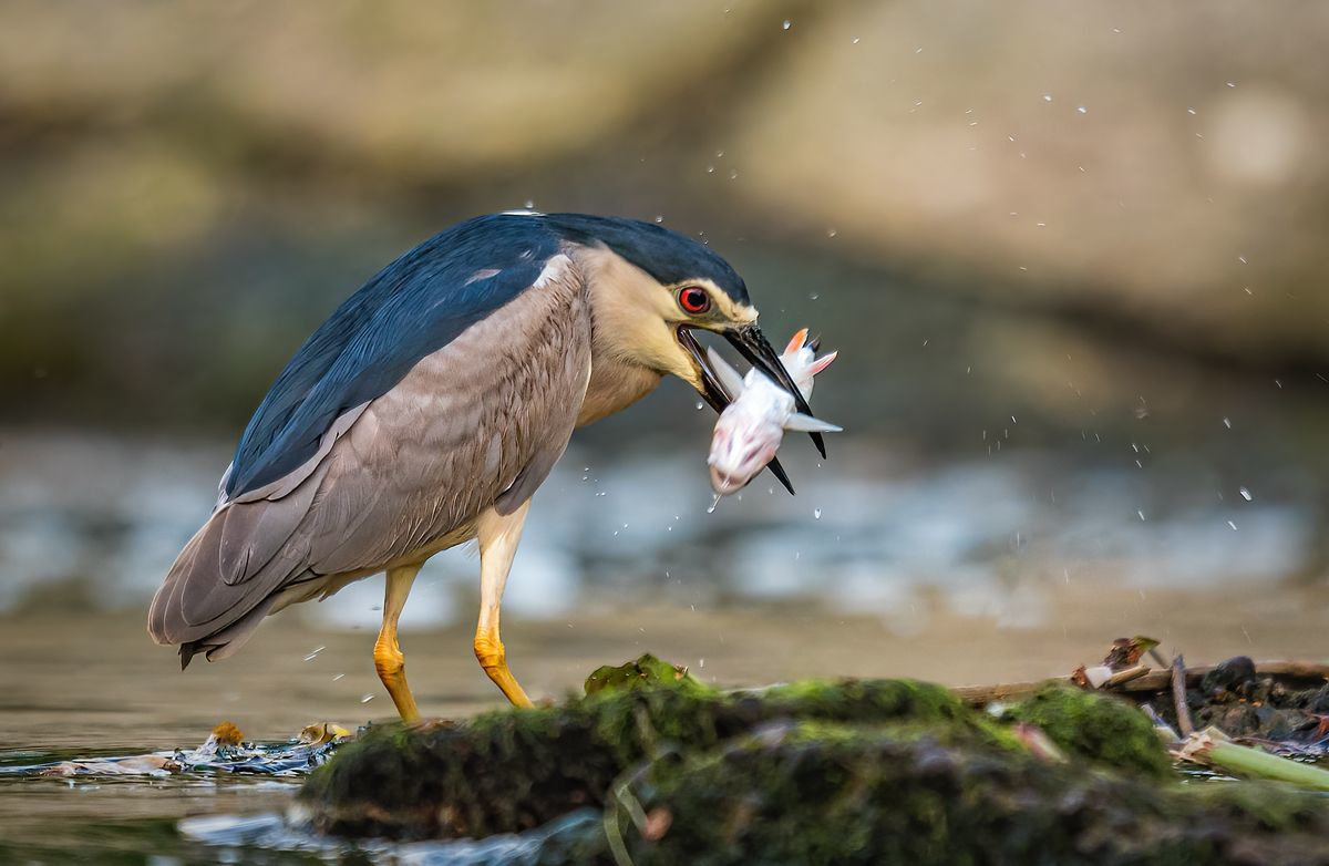 Slepowron  ( Nycticorax nycticorax ) 