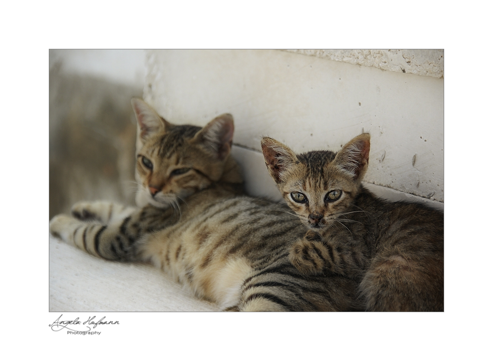 sliema cats