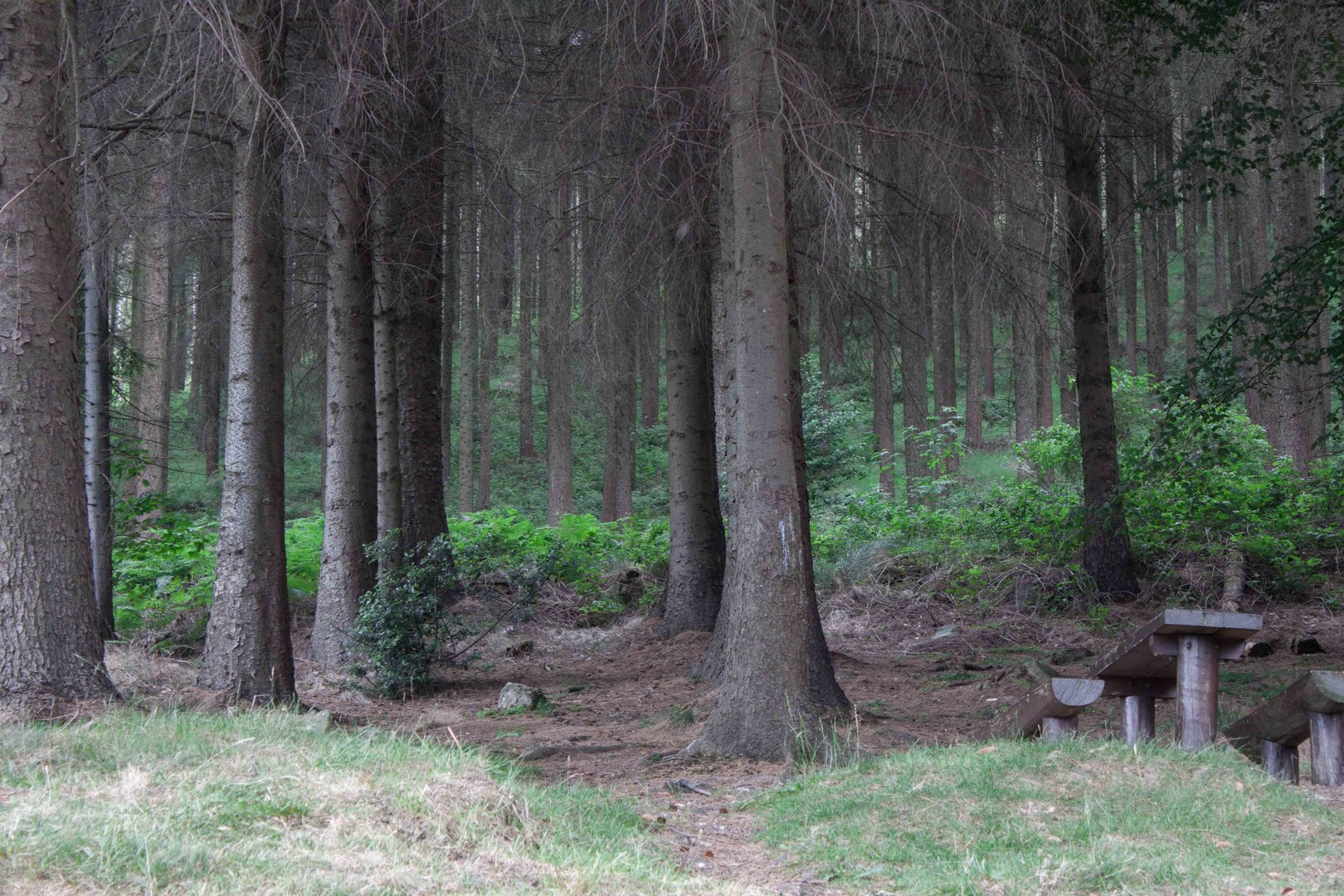 Slieve Foye Park Louth Ireland