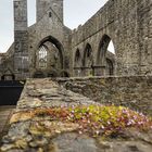 Sligo Abbey 1