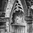 ... sligo abbey III ...