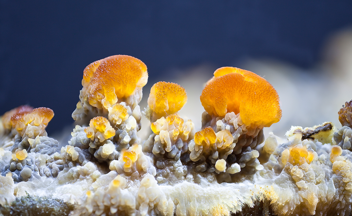 ''Slime mold'' 