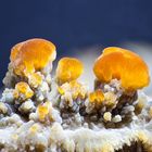 ''Slime mold'' 