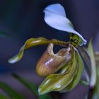 'Slipper Orchid'