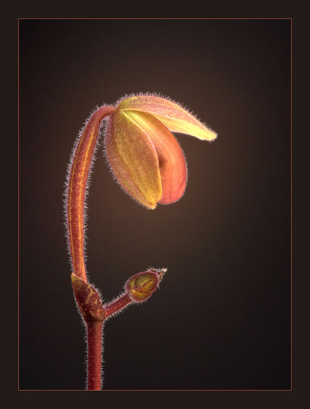 Slipper Orchid Opening