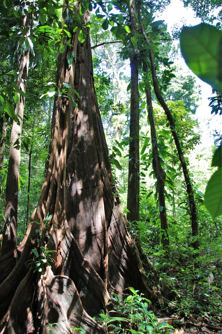 Sloanea caribaea