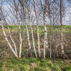 Slochteren - 't Roegwold - Westerpaauwenweg - 24