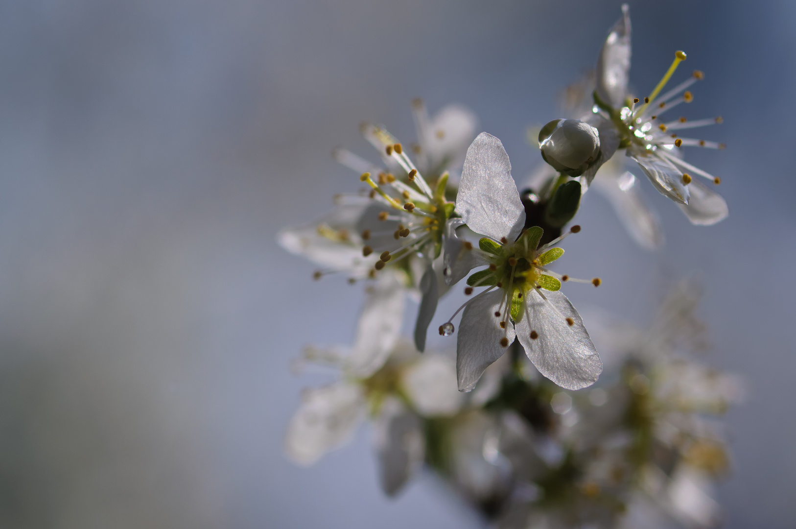 sloe flowers - Schlehenblüten edited