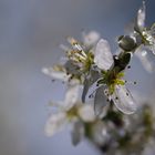 sloe flowers - Schlehenblüten edited