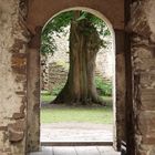 Slot Borgholm Baum im Innenhof