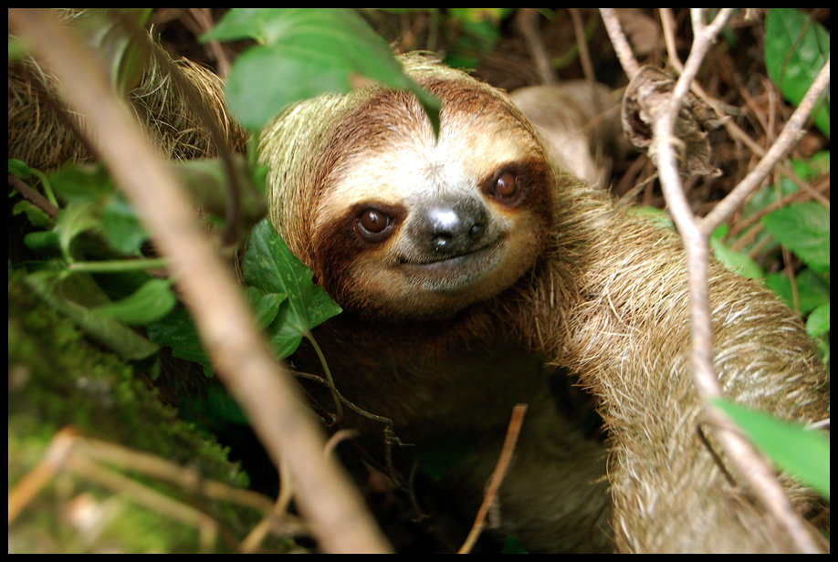 sloth