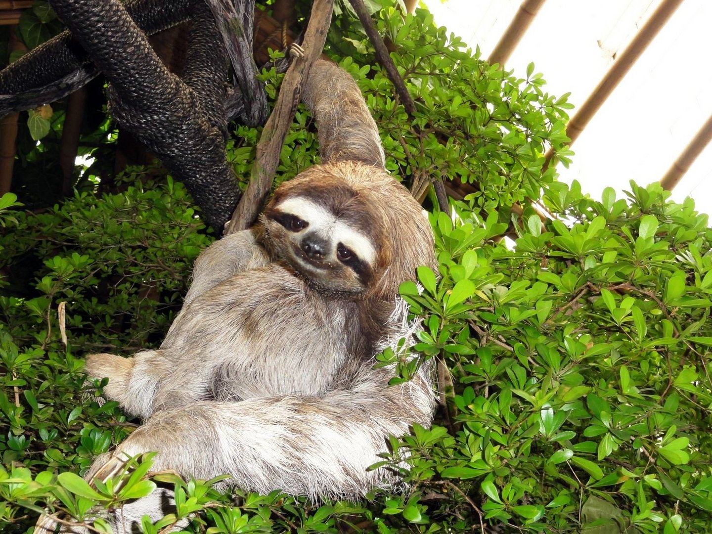 Sloth photo & image animals, zoos, parks & falconries, mammals images
