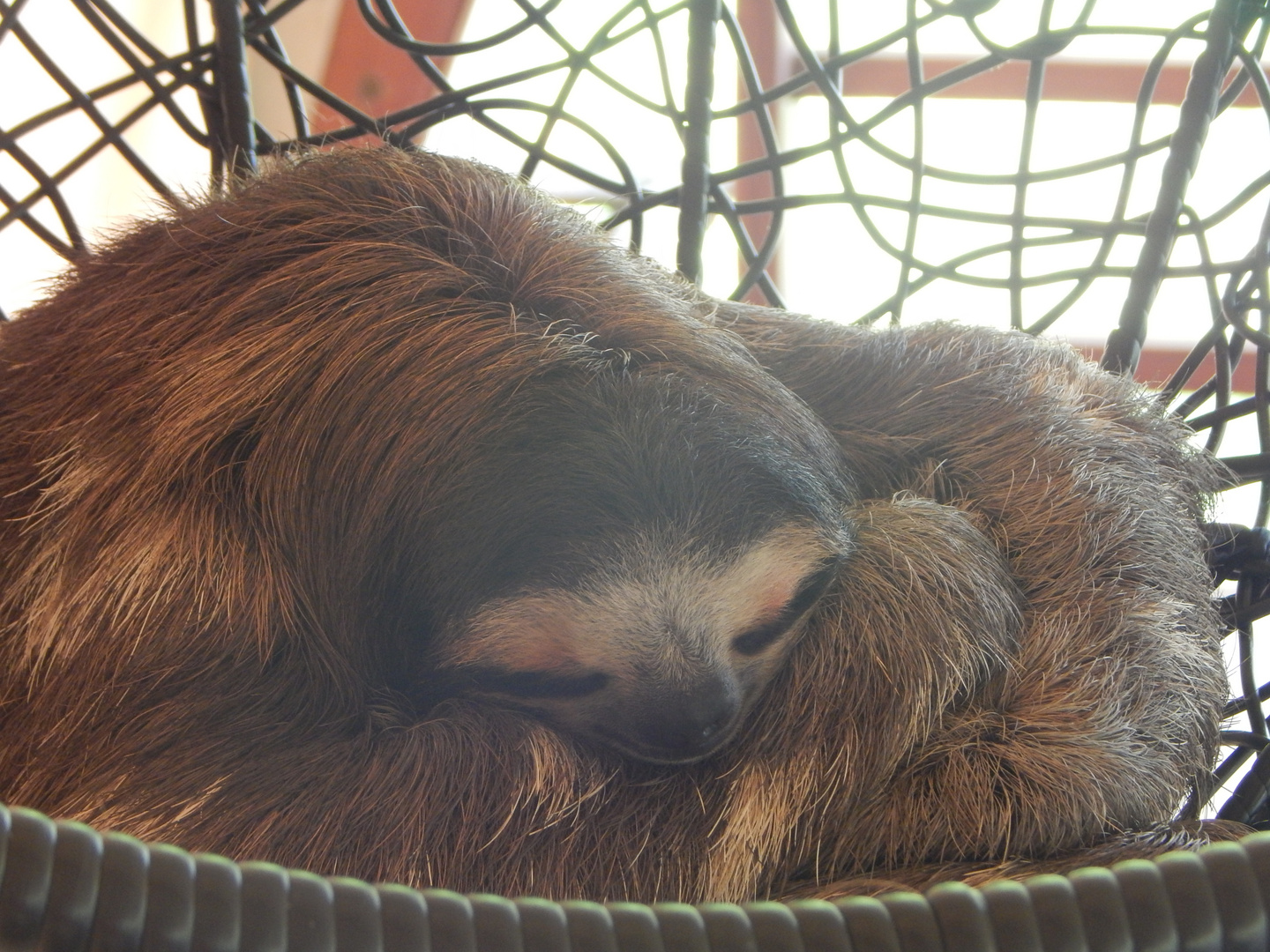 Sloth at Sloth sanctuary