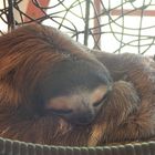 Sloth at Sloth sanctuary