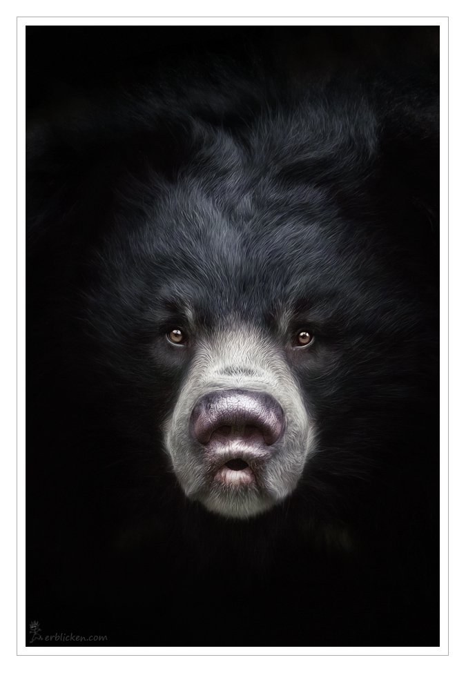 Sloth Bear Devi